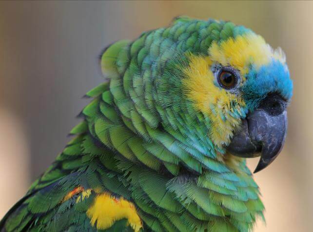 AmazonaAestiva
